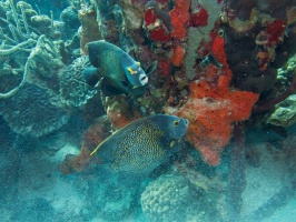 Pair of French Angelfish IMG 5876